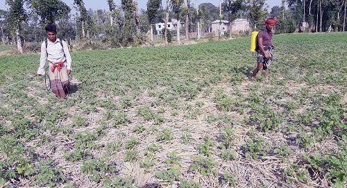 তজুমদ্দিনে আলুর বাম্পার ফলনে আশাবাদী চাষিরা